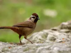 ^鶥EdE2O*騌梅弒(废弃2矢状3冠状4横断5submit)-开云app下载